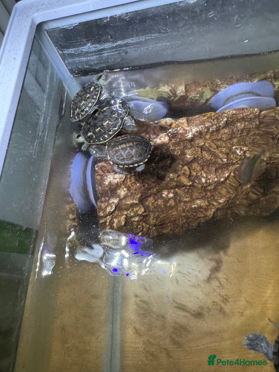 Turtle reptiles for sale: tuetles  - Advert 8