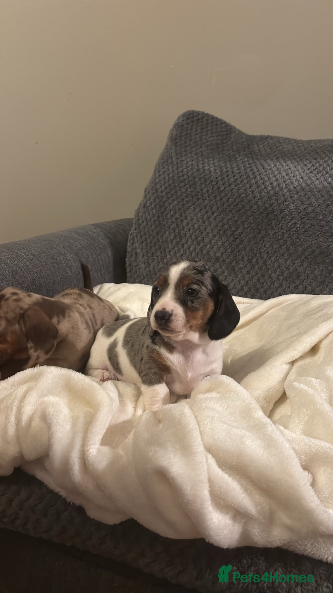 Miniature Dachshund dogs for sale: Beautiful Miniature Dachshund Puppies For Sale  - Advert 9