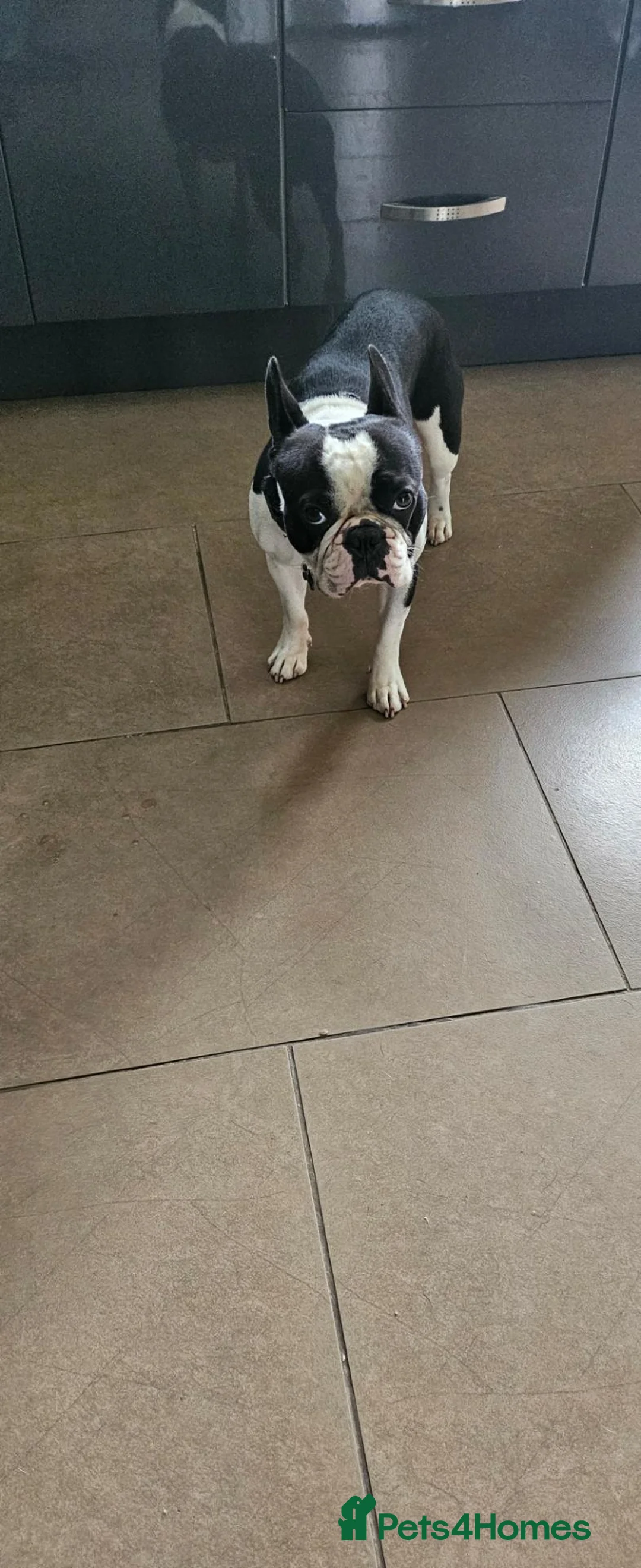 Boston Terrier dogs for stud: Boston terrier stud - Advert 2