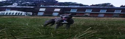 Whippet dogs for stud: KC Whippet for stud - Advert 5