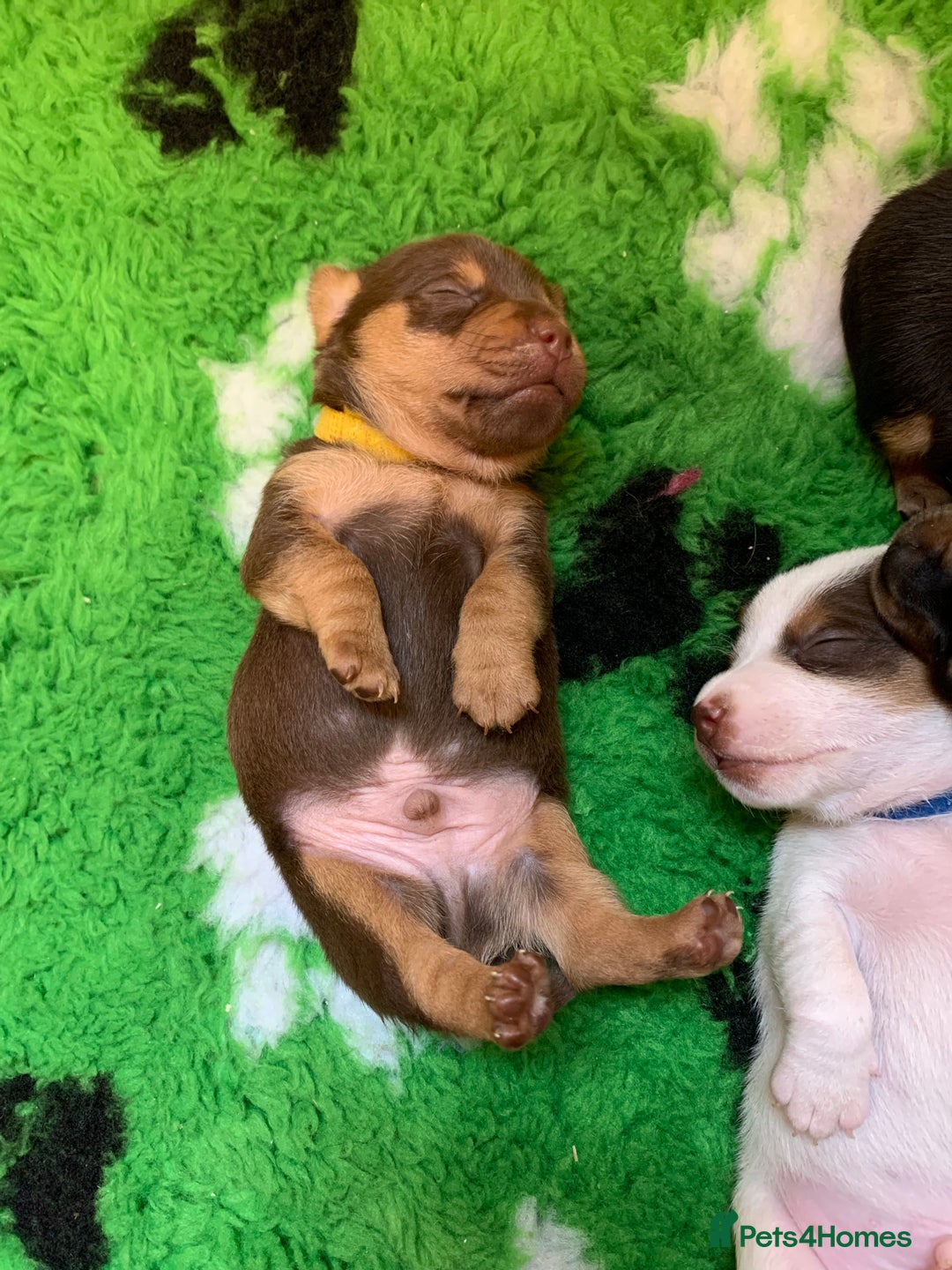 Jack Russell dogs for sale: Jack Russell Puppies  - Image 17