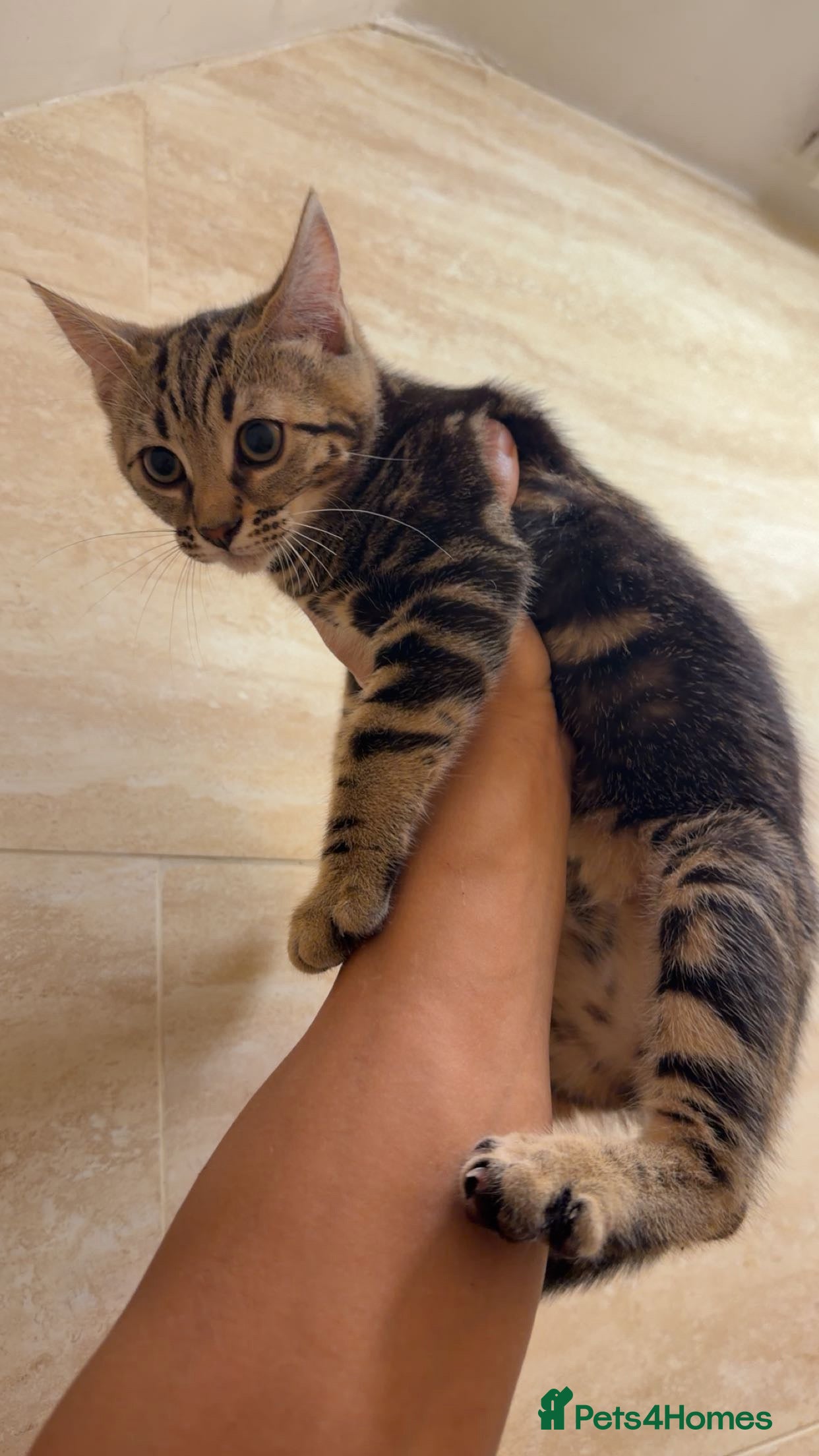 Mixed Breed cats for sale: BENGAL MIX KITTENS 4 SALE SOUTH LONDON - Advert 10