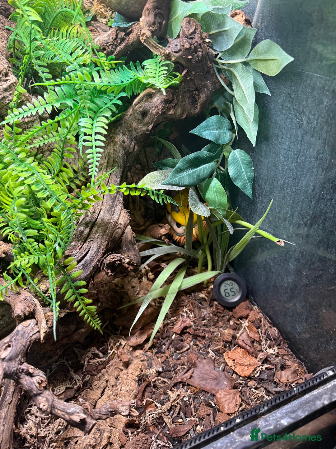 Gecko reptiles for sale: Crested geckos with full setups - Advert 2