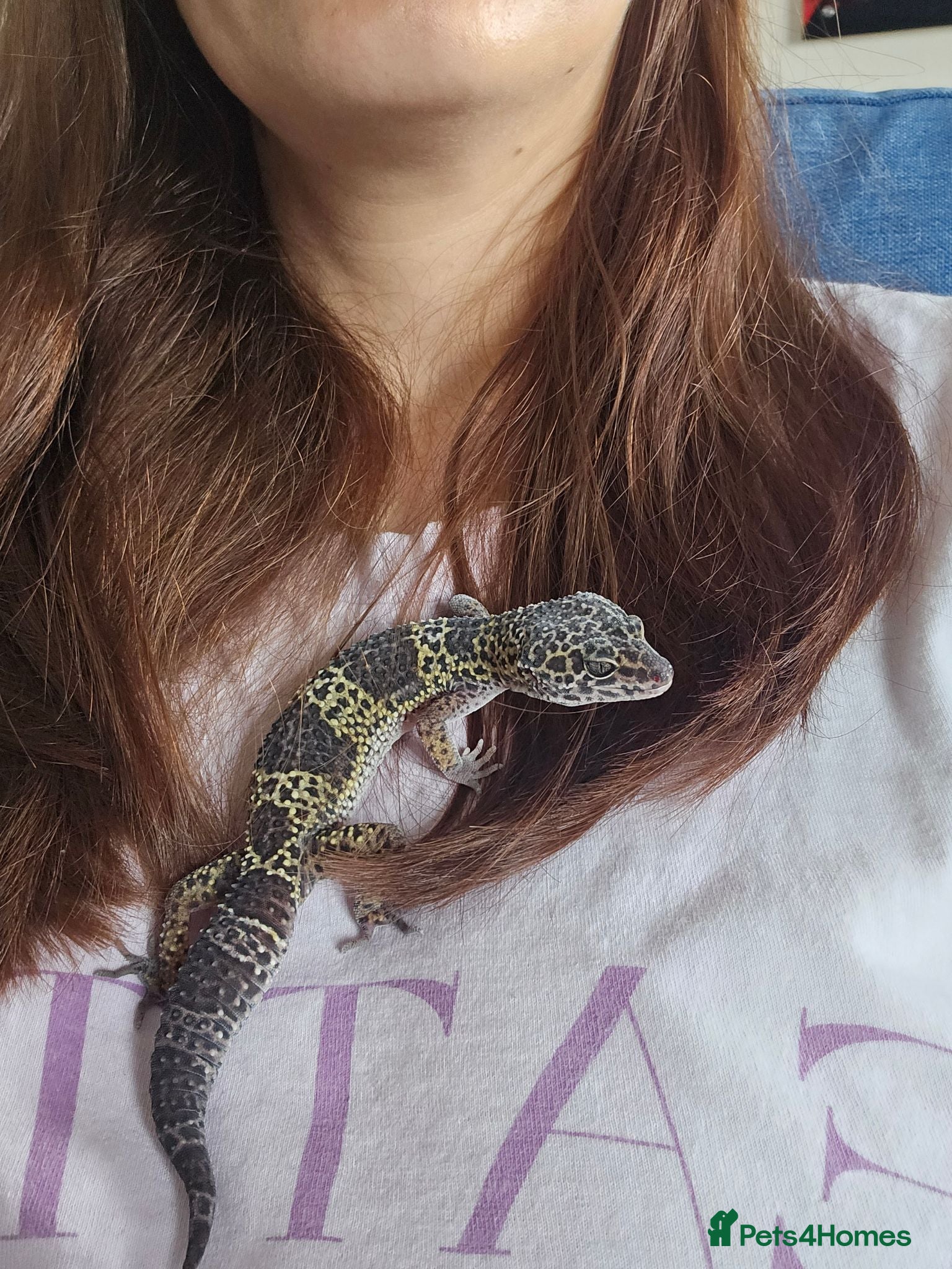 Gecko reptiles Male Leopard gecko  - Advert 2