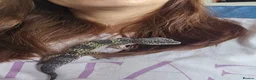 Gecko reptiles for sale: Male Leopard gecko  in Aberdare - Advert 1