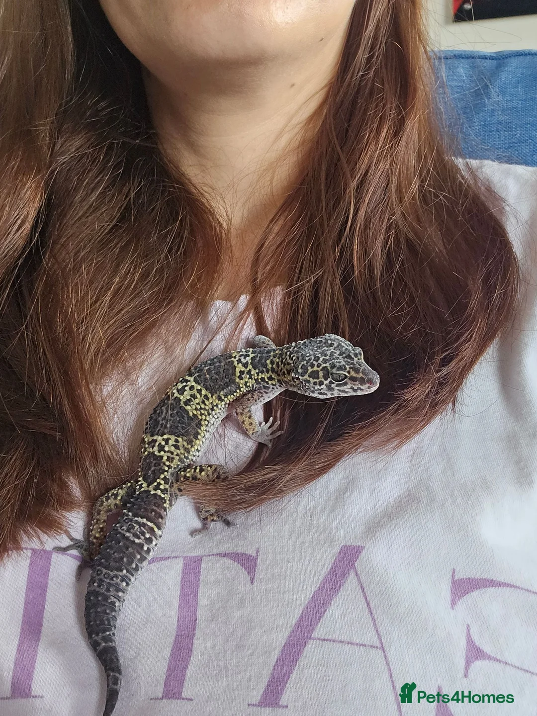 Gecko reptiles for sale: Male Leopard gecko  in Aberdare - Advert 1