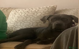 Cane Corso dogs for sale: FREE female cane corso - Image 2