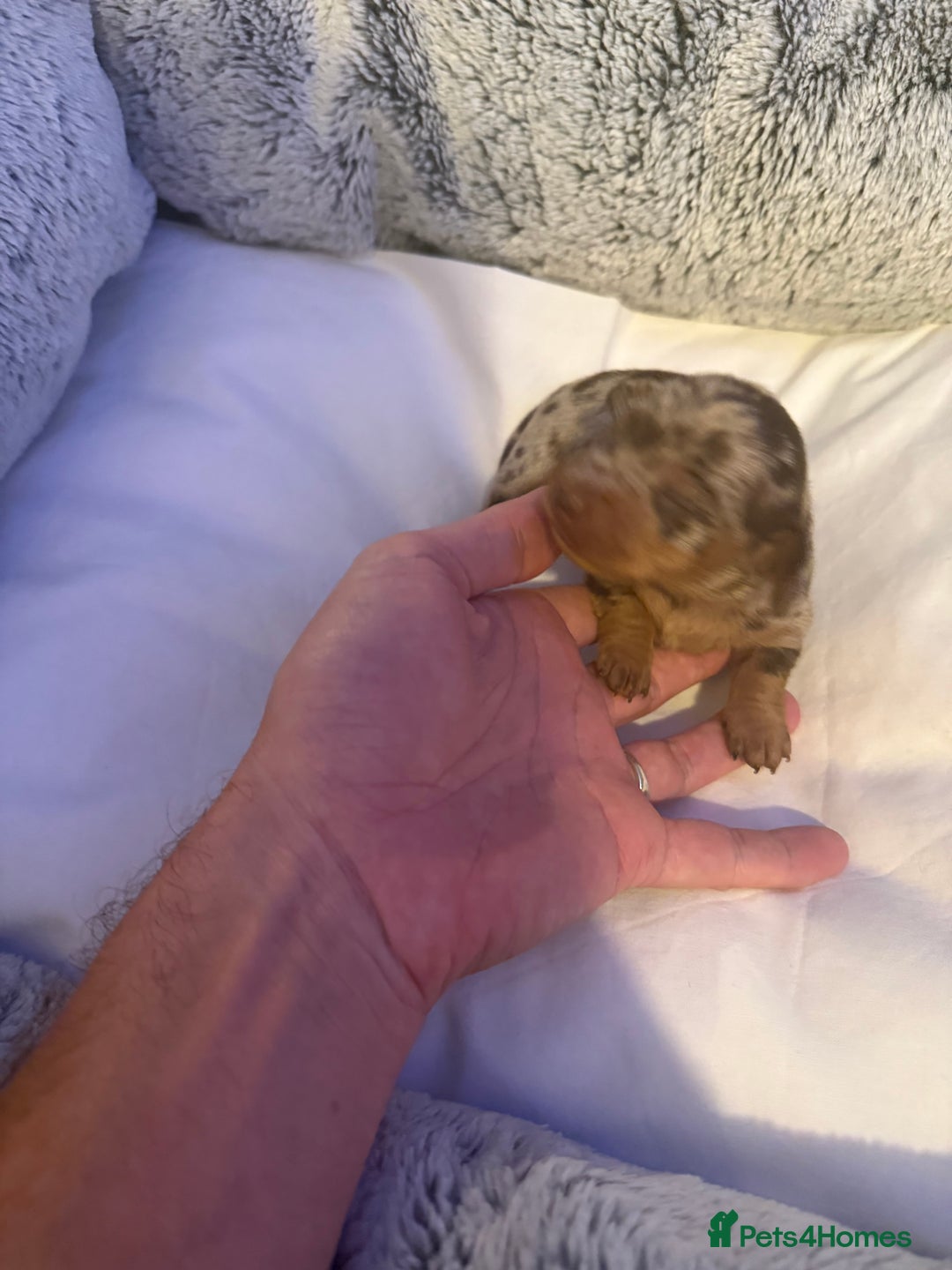 Dachshund dogs for sale: Dapple Dachshund Puppies - Image 17