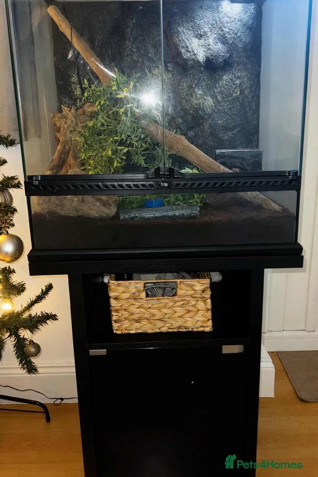 Gecko reptiles for sale: Breeding pair of crested geckos, enclosure & eggs - Advert 6