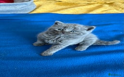 British Shorthair cats for sale: Adorable British shorthair kittens  - Image 8