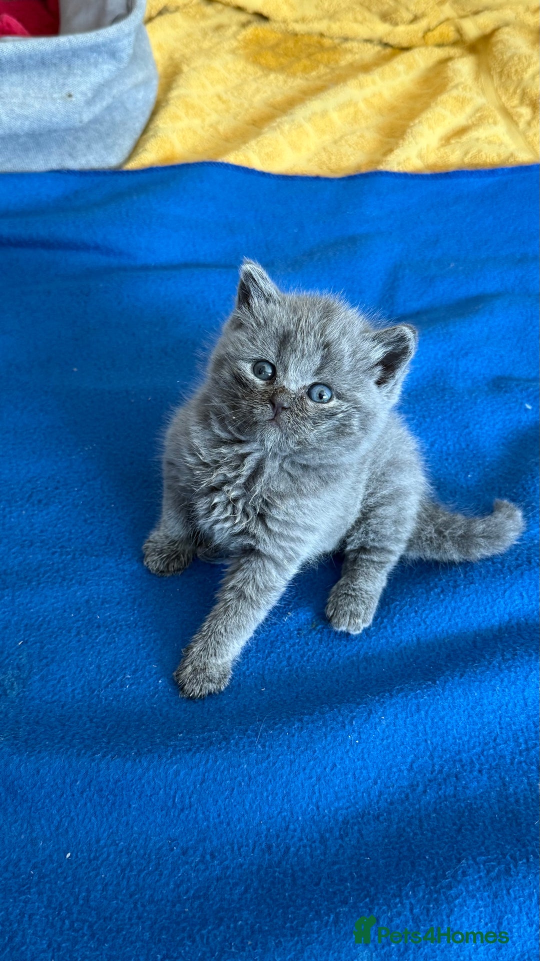 British Shorthair cats for sale: Adorable British shorthair kittens  - Image 8