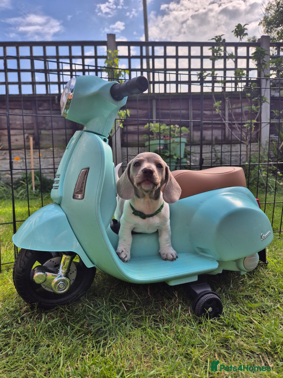 Miniature Dachshund dogs for sale: Miniature sausages Kc reg  in Wigan - Image 24