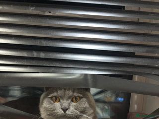 British Shorthair cats British shorthair - Advert 3