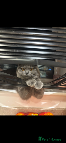 British Shorthair cats British shorthair - Advert 5