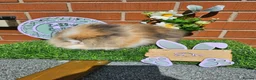 Lionhead rabbits for sale: Double mane lionhead girl - Advert 2