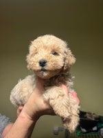Cavapoo dogs - Advert 4
