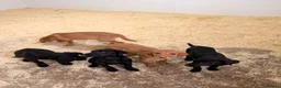 Labrador Retriever dogs for sale: Well Bred Working Labradors - Advert 11