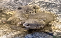 British Shorthair cats for sale: 💙GCCF MALE BSH KITTENS OUTSTANDING CHAMPION LINES - Image 30