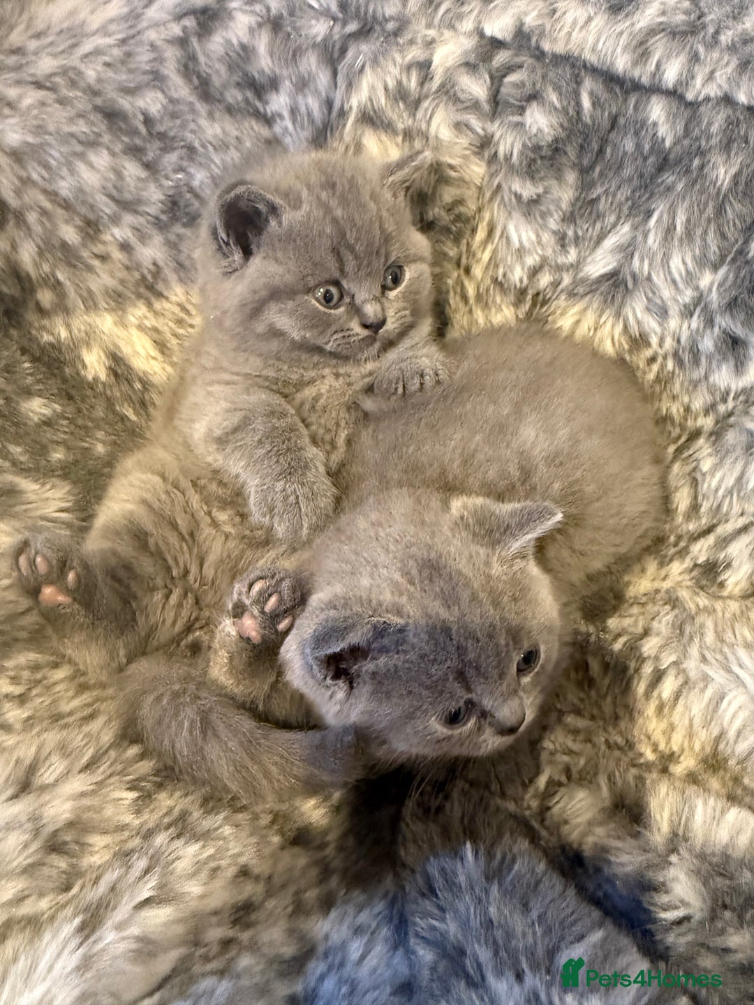 British Shorthair cats for sale: 💙GCCF MALE BSH KITTENS OUTSTANDING CHAMPION LINES - Image 30