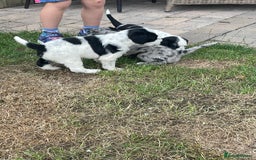 Mixed Breed dogs for sale: Rare Dalmadoodle puppies 🐶 🩷  - Image 16
