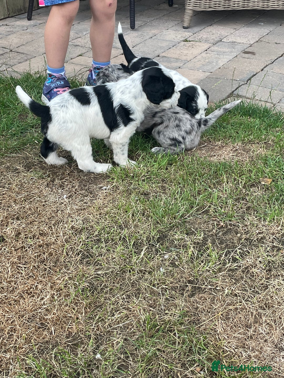 Mixed Breed dogs for sale: Rare Dalmadoodle puppies 🐶 🩷  - Image 16