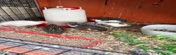 Quail poultry for sale: Button quail  in Haywards Heath - Advert 1