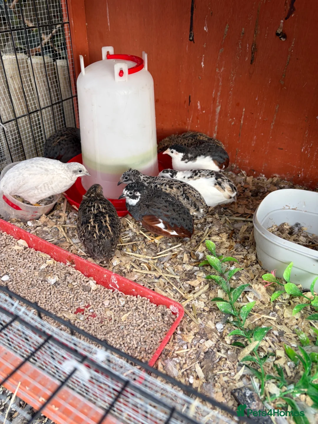 Quail poultry for sale: Button quail  in Haywards Heath - Advert 1