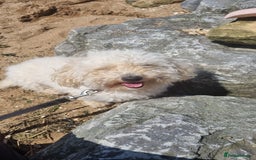 Cockapoo dogs for sale: Bella needs a new home - Advert 2