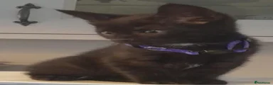 British Shorthair 7