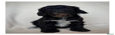 Cockapoo 7