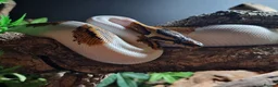 Python Snake reptiles for sale: Gorgeous Pied Male Royal Python with full set up - Advert 5