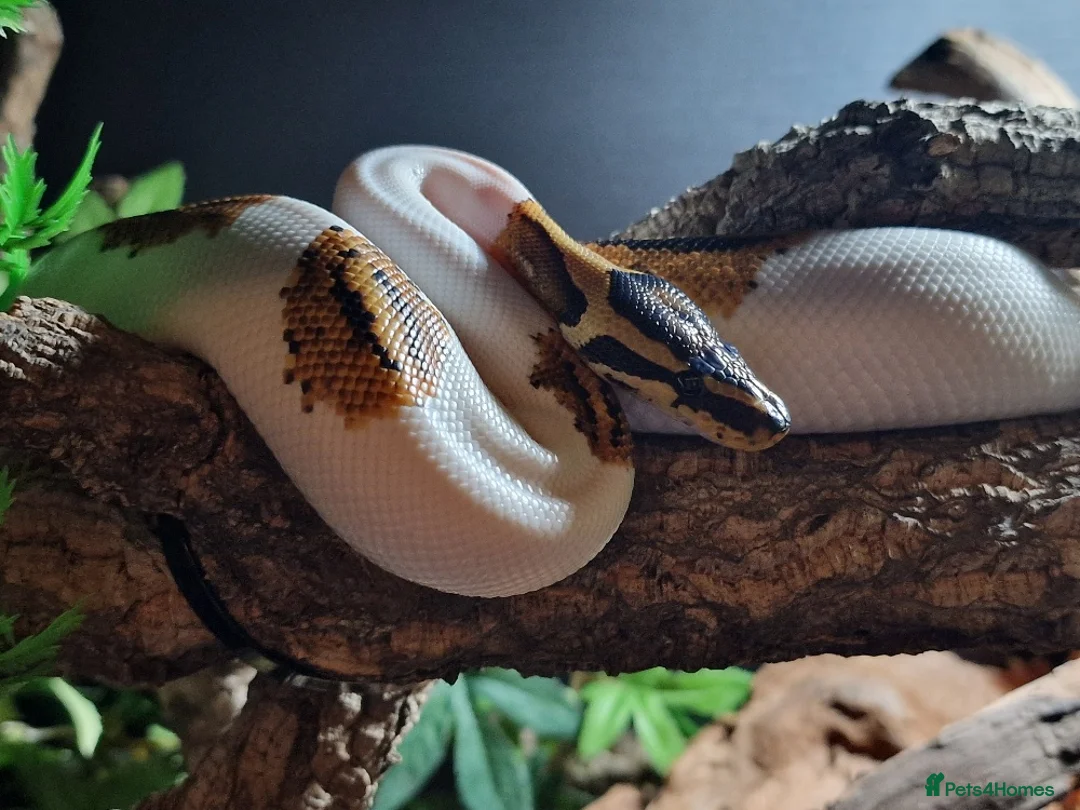 Python Snake reptiles for sale: Gorgeous Pied Male Royal Python with full set up - Advert 5