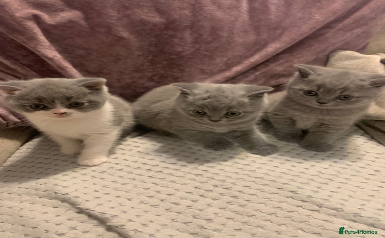 British Shorthair cats - Advert 1