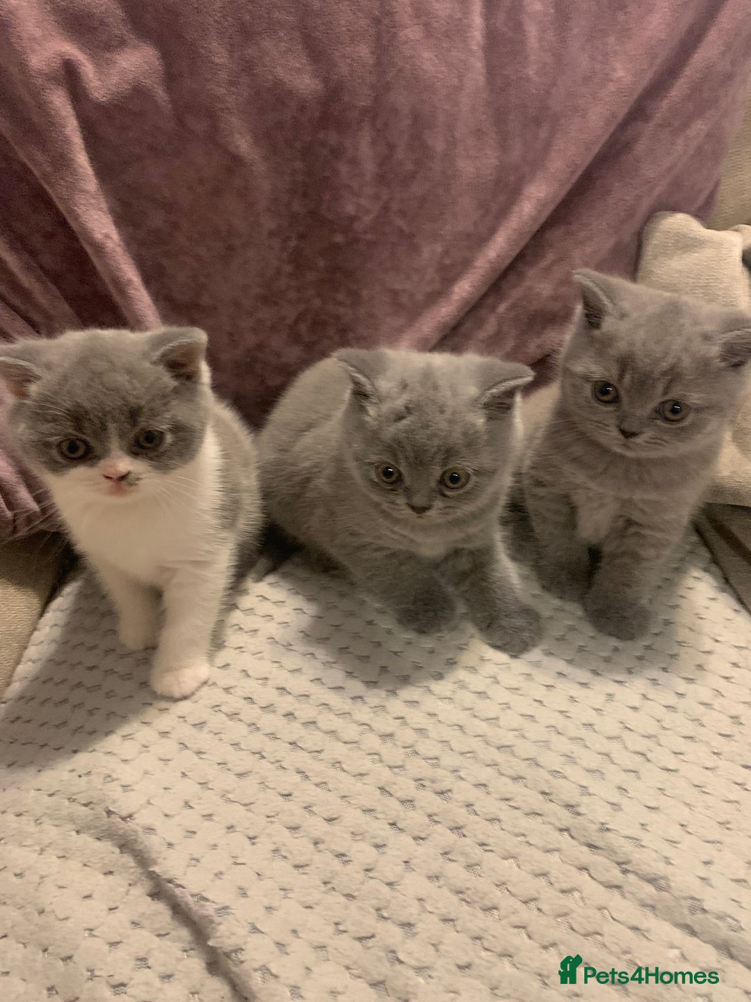 British Shorthair cats for sale: Blue Male BSH kitten  - Image 1