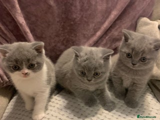 British Shorthair cats - Advert 33