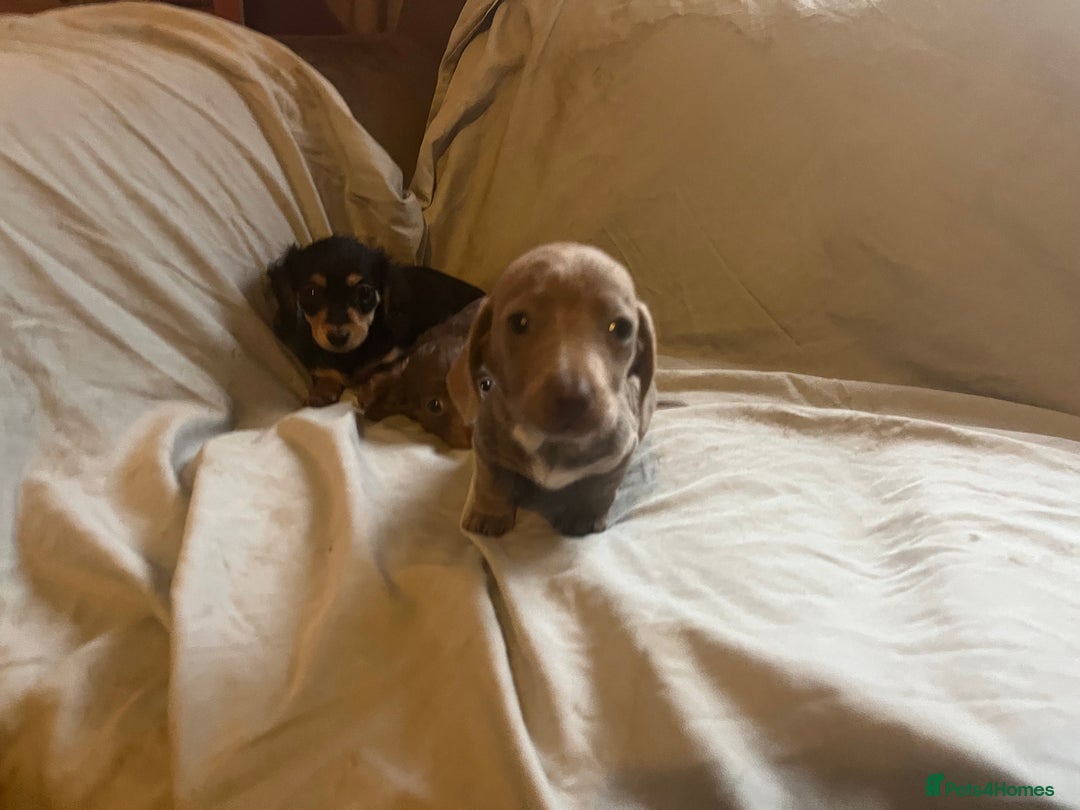 Dachshund dogs for sale: Beautiful dachshund puppies  - Image 3
