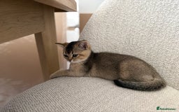 British Shorthair cats for sale: Golden British Shorthair Male - Image 6