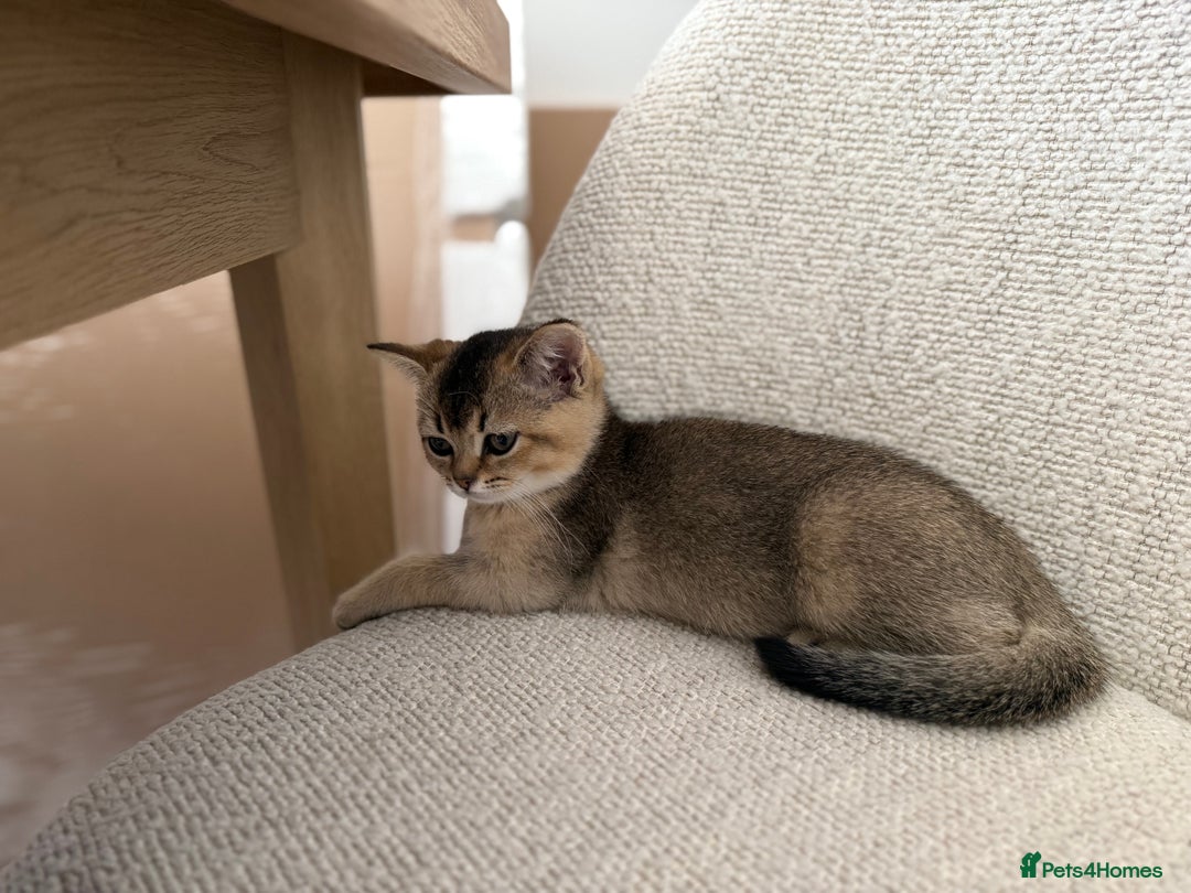 British Shorthair cats for sale: Golden British Shorthair Male - Image 6