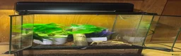 Gecko reptiles for sale: Baby Crested Gecko and Full set up - Advert 3
