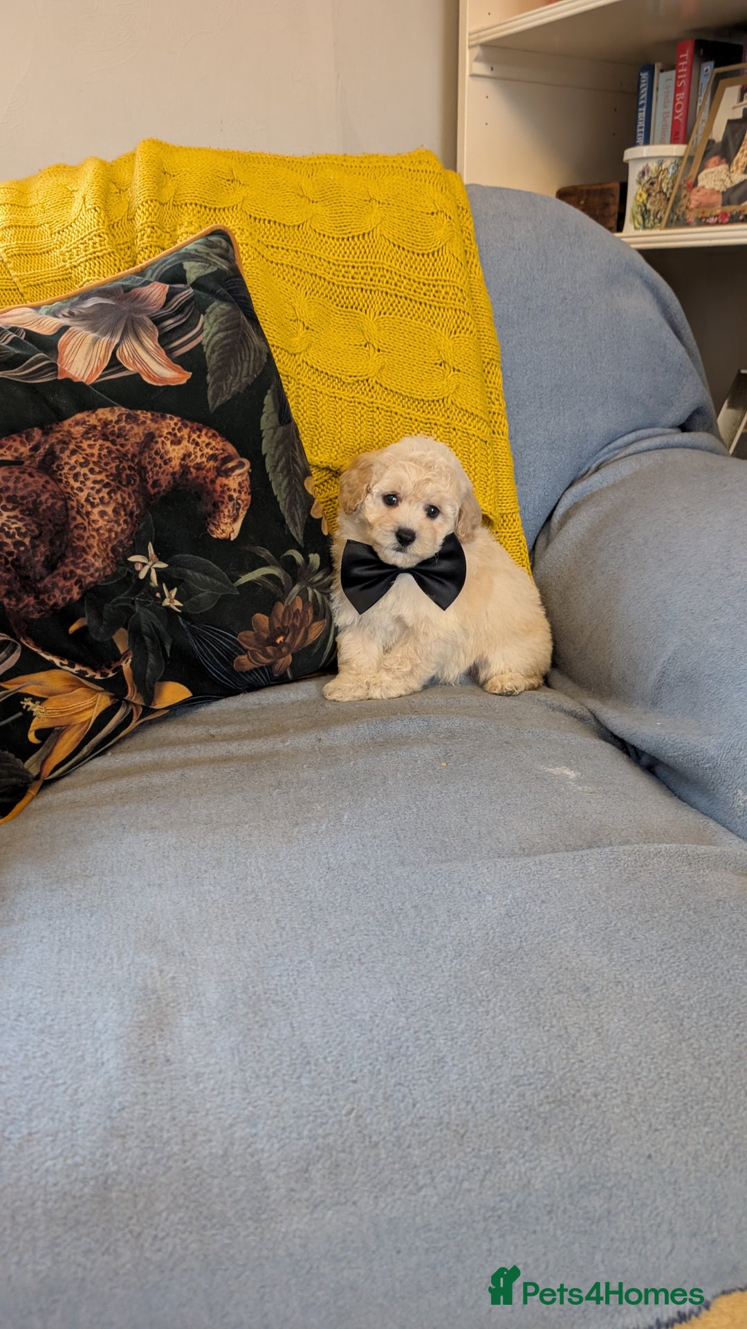 Poochon dogs for sale: Stunning F1 Toy Poochon Puppies BOYS - Image 15