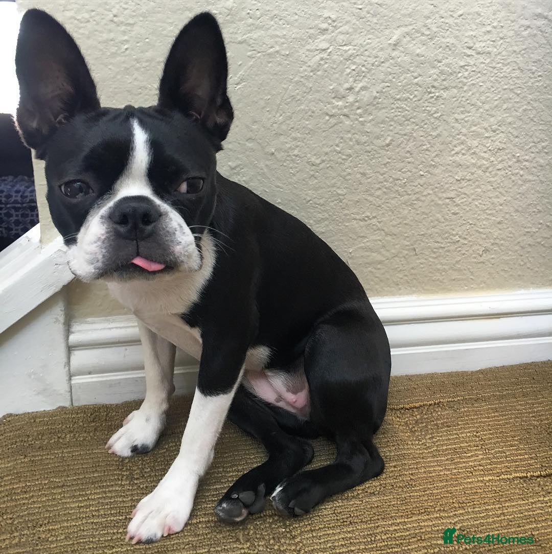 Boston Terrier dogs for sale: Boston Terrier Puppy - Advert 3