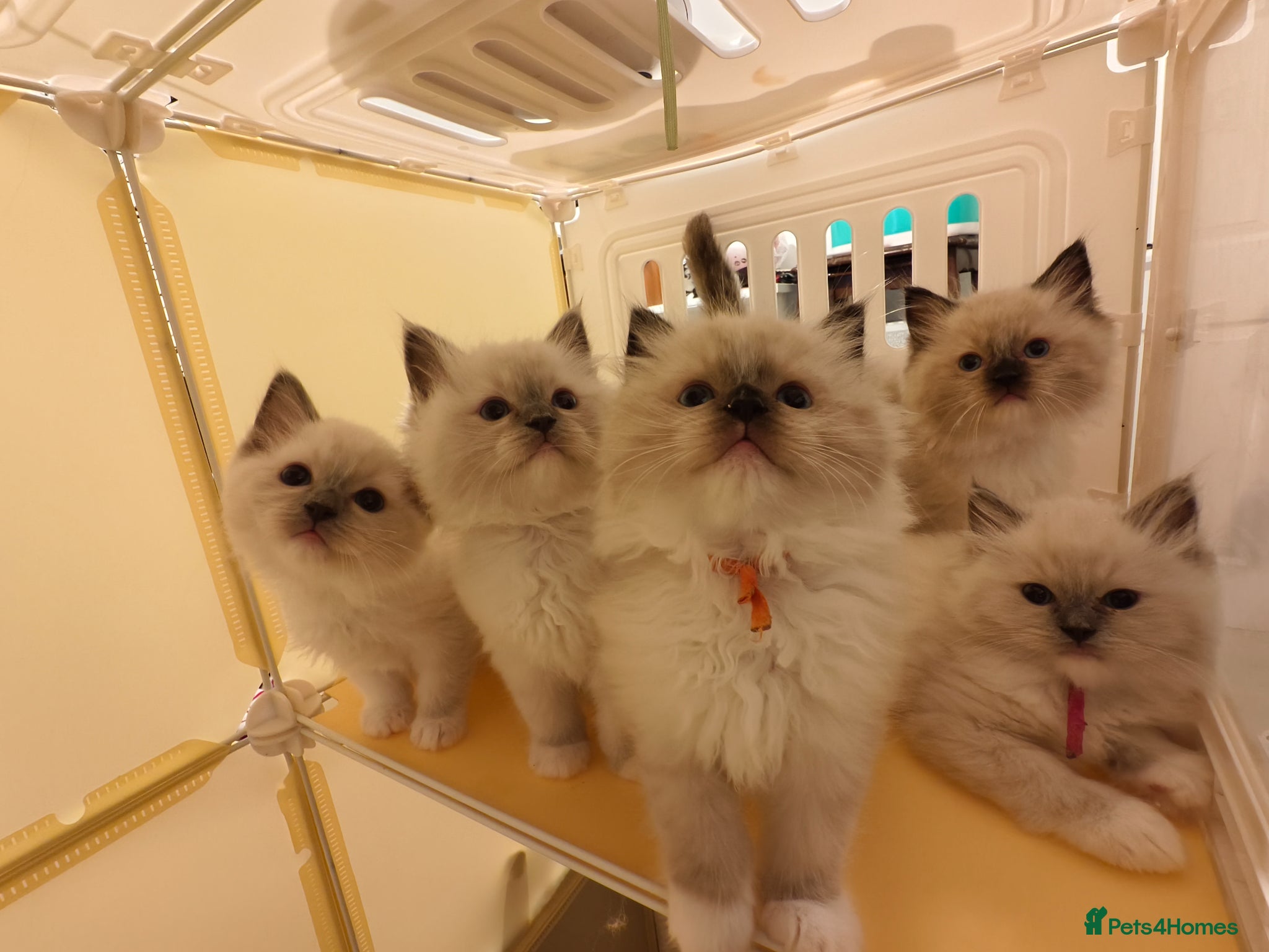 Ragdoll cats for sale: Loving Mitted Kittens – Ready for Homes - Advert 1