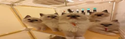 Ragdoll cats for sale: Loving Mitted Kittens – Ready for Homes - Advert 1