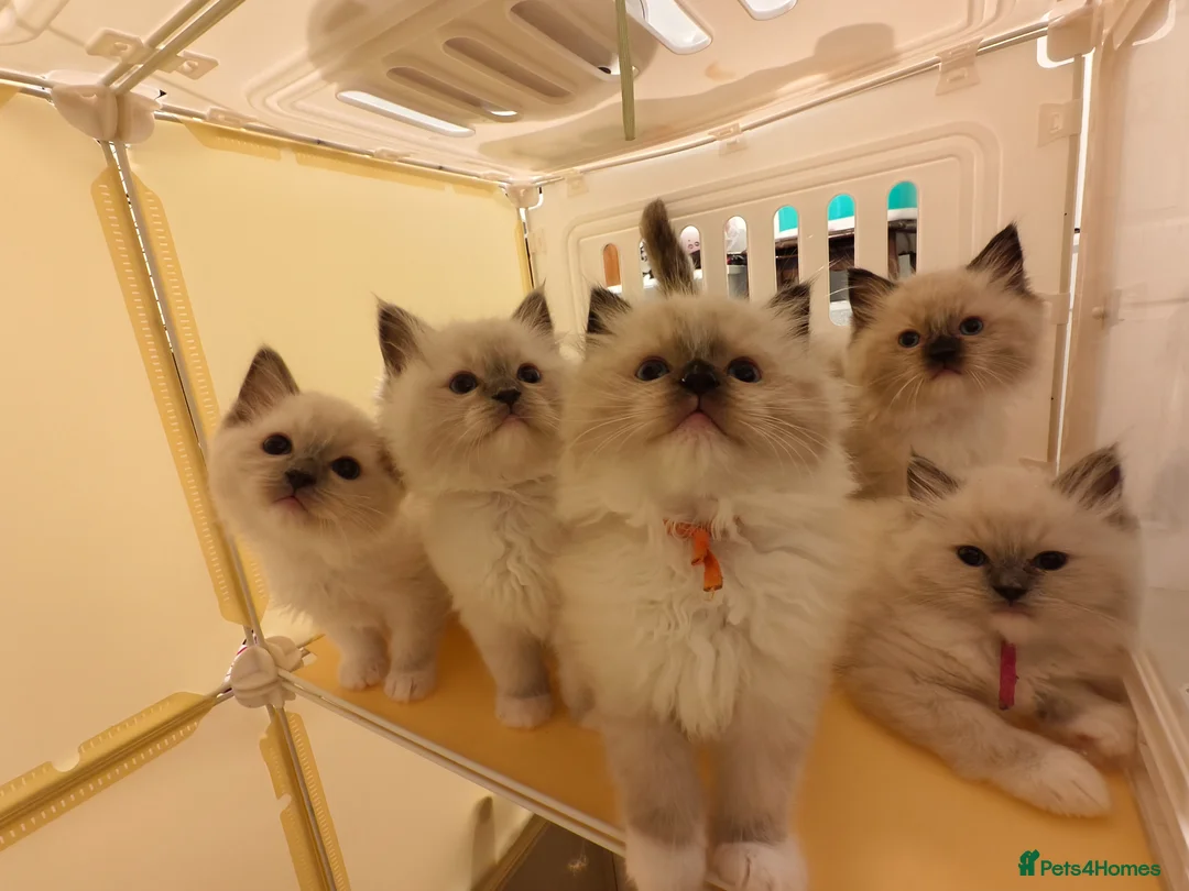 Ragdoll cats for sale: Loving Mitted Kittens – Ready for Homes - Advert 1