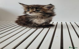 Maine Coon cats for sale: Tica registered maine coon kittens  - Image 16