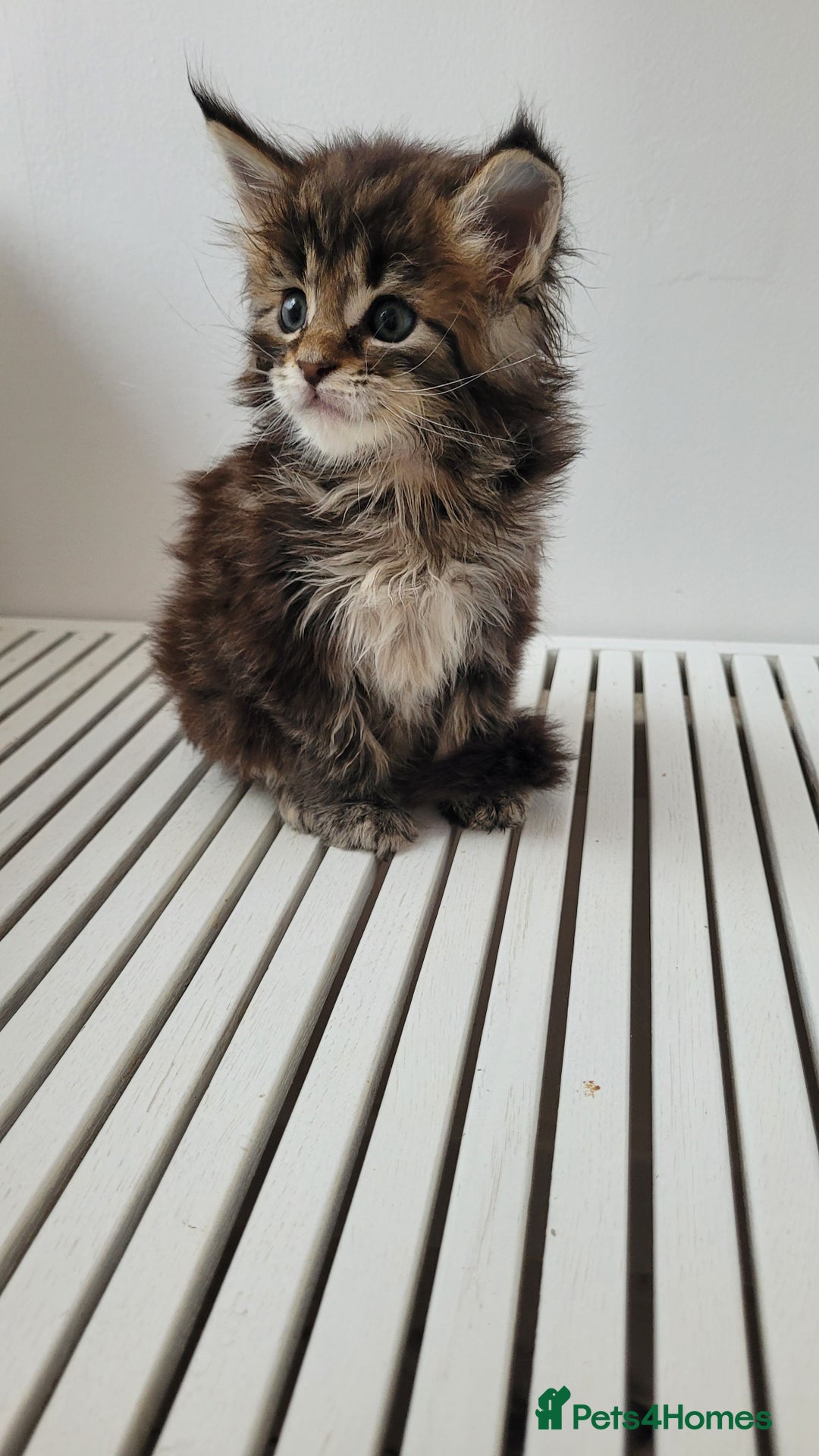 Maine Coon cats for sale: Tica registered maine coon kittens  - Image 16