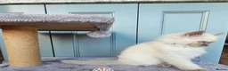 Ragdoll cats for sale: Adorable Kittens Looking for Their Forever Homes🐾 in Macclesfield - Advert 9