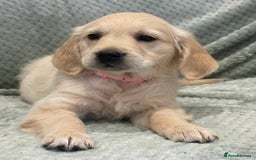 Golden Retriever dogs for sale: Quality Litter Of KC Reg Golden Retriever Puppies  - Image 34