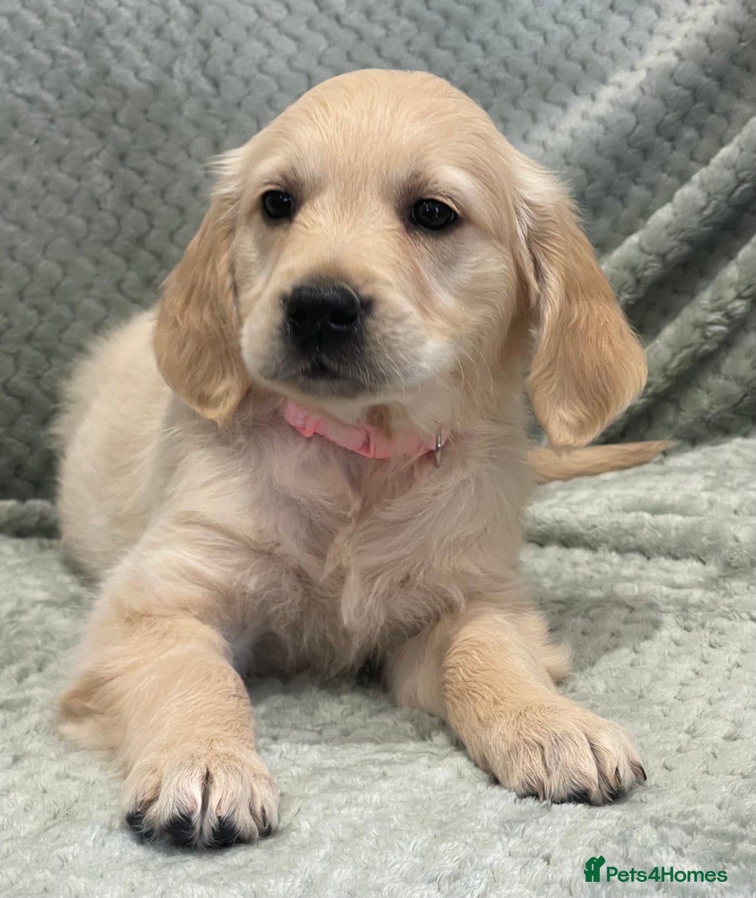 Golden Retriever dogs for sale: Quality Litter Of KC Reg Golden Retriever Puppies  - Image 34