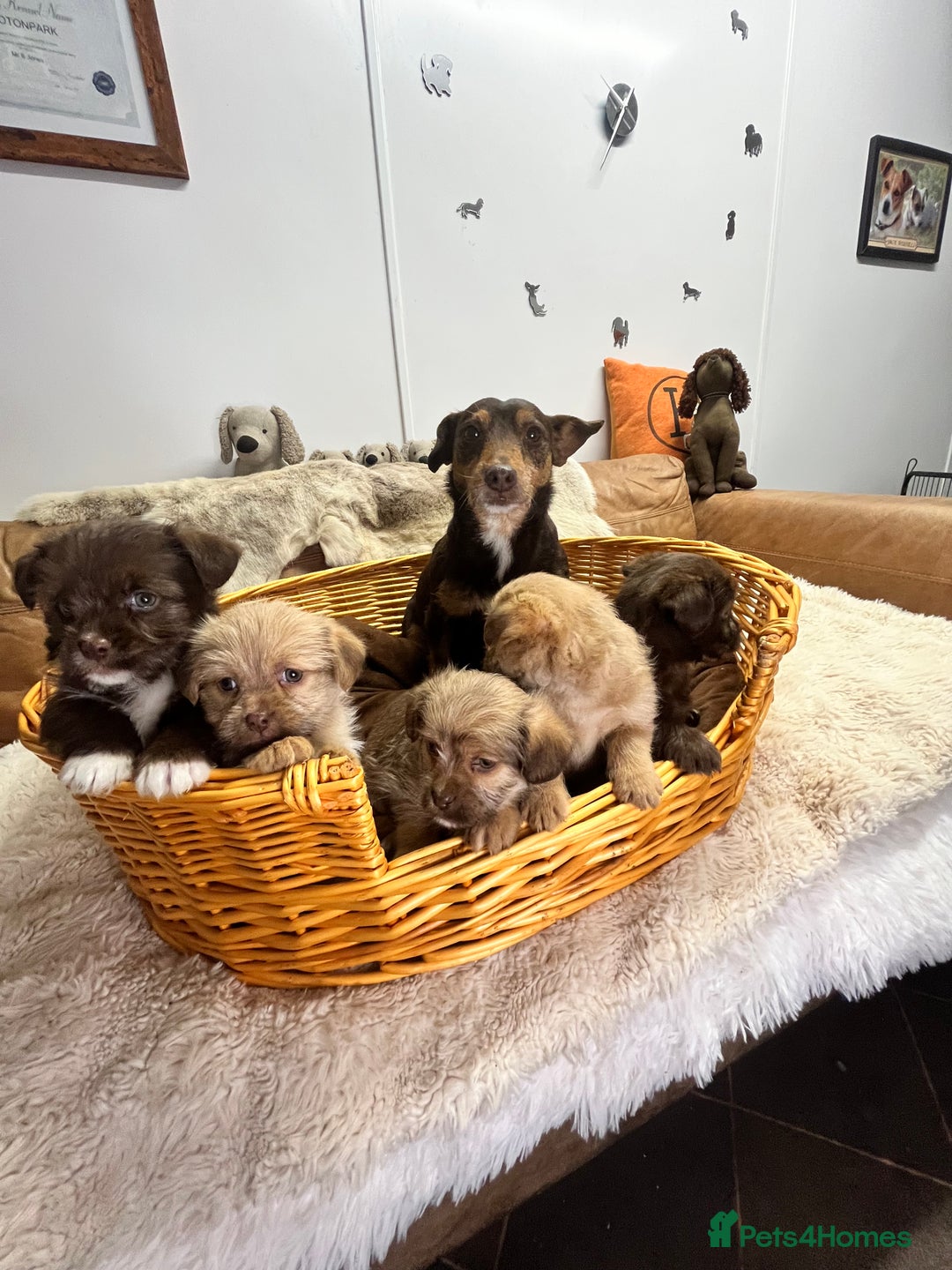 Jack Russell dogs for sale: Beautiful Broken Coated  - Advert 8